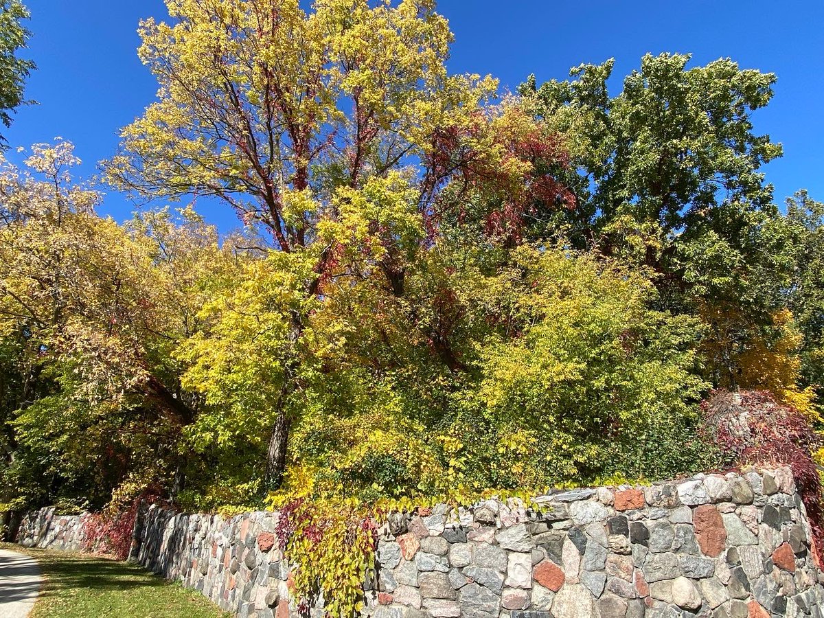 myvisionoflife1's tweet photo. 👉 My Vision of Life Experience #vision #life #lifestyle #explore #experience #nature #madison #wisconsin #usa 🇺🇸 #spactacular #view #nature #naturephotography #sunrise #sunrise_sunset_photogroup #sunrise_and_sunsets #sunriseoftheday #leaves🍁 #leaves #leavesfall https://t.co/0HLqgUlnRK