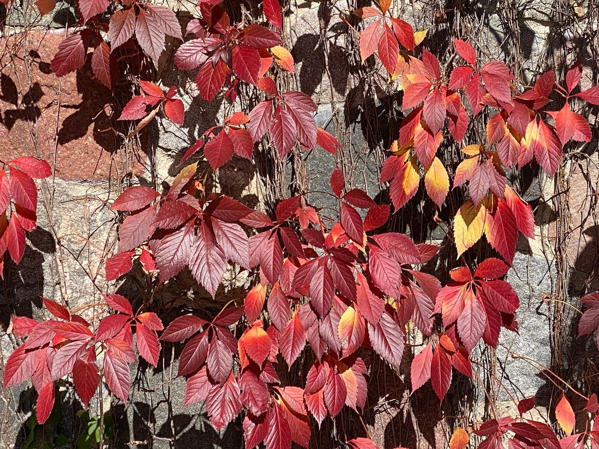 myvisionoflife1's tweet photo. 👉 My Vision of Life Experience #vision #life #lifestyle #explore #experience #nature #madison #wisconsin #usa 🇺🇸 #spactacular #view #nature #naturephotography #sunrise #sunrise_sunset_photogroup #sunrise_and_sunsets #sunriseoftheday #leaves🍁 #leaves #leavesfall https://t.co/0HLqgUlnRK