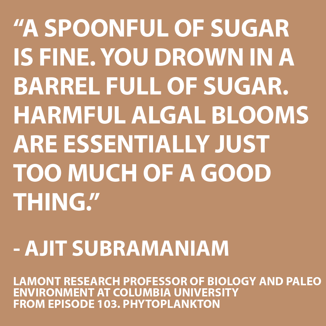 This week's guest, Dr. Ajit Subramaniam, explains that despite their important ecosystem services, too much #phytoplankton in one area can create harmful #algalblooms. Listen to our latest episode to learn more! 🐧💦 @LamontEarth @ColumbiaClimate @Columbia