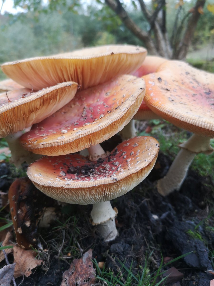 narrowboatgal's tweet photo. I found a Fairy village on my walk today #Fairy #fungi https://t.co/nJezzB0NuV