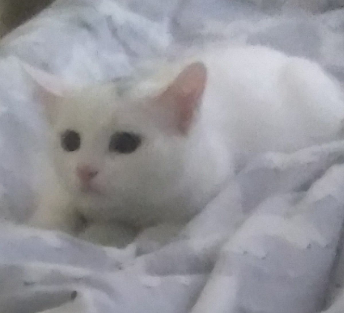 я так люблю её😼
это Белочка, знакомьтесь