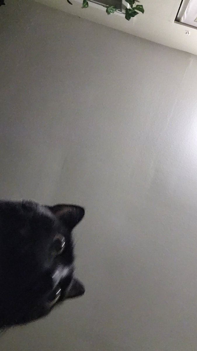 thegothdetectiv's tweet photo. my friends cat is so dumb and cute look at herrrr :') https://t.co/SO4NDulQf8