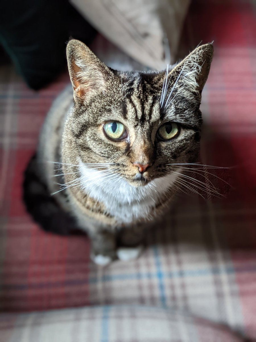 Friedeggstudios's tweet image. Billie wishes @thechrisbarron a very happy #Caturday