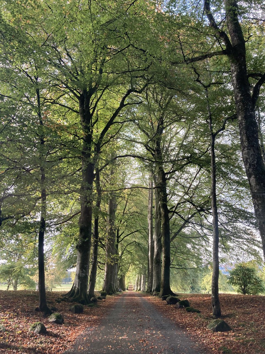 Mark Wasilewski (@wazzo_m) on Twitter photo One mile of beech trees lining the entrance drive to #DrummondCastle, Crieff, Scotland <a href="/visitperthshire/">visitperth</a> <a href="/LovePerthshire/">Love Perthshire</a> <a href="/VisitScotland/">VisitScotland</a> One mile of beech trees lining the entrance drive to #DrummondCastle, Crieff, Scotland <a href="/visitperthshire/">visitperth</a> <a href="/LovePerthshire/">Love Perthshire</a> <a href="/VisitScotland/">VisitScotland</a>
