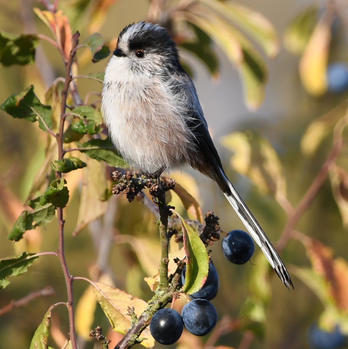 nxdroid's tweet photo. Long tailed tit at Rutland Water Nature Reserve #NaturePhotography #NatureBeauty #naturelovers #nikond7500 #birdphotography #bird #birds #birdwatching #wildlife #wildlifephotography #lrwtphotos #rutlandwaternaturereserve https://t.co/LlNRJVL3lM