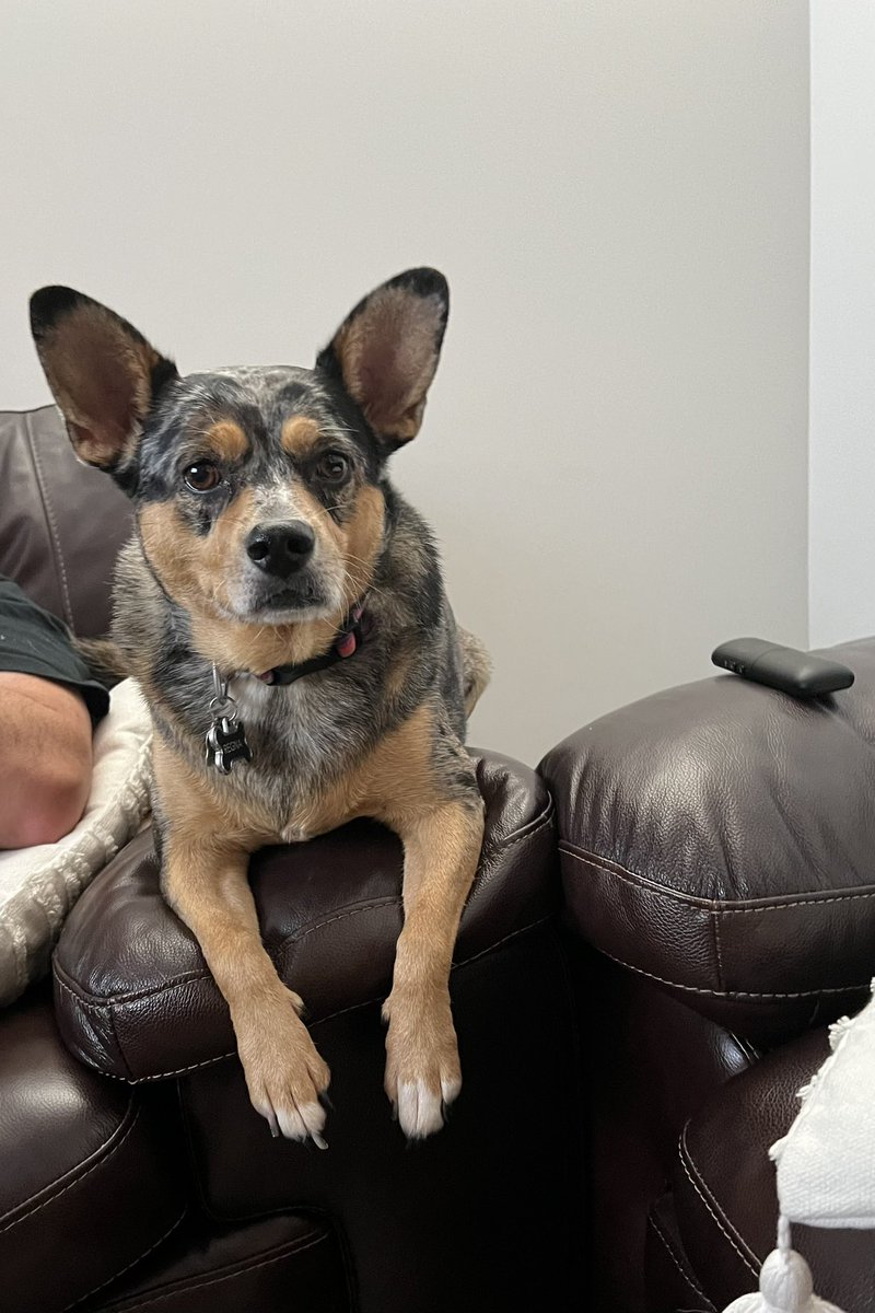 JWsensei's tweet photo. My dog doesn’t understand how couches work. https://t.co/erIYPlg0Ng