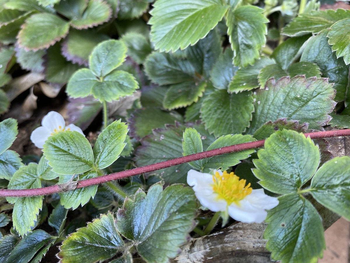 Geoparque Kütralkura tweet media