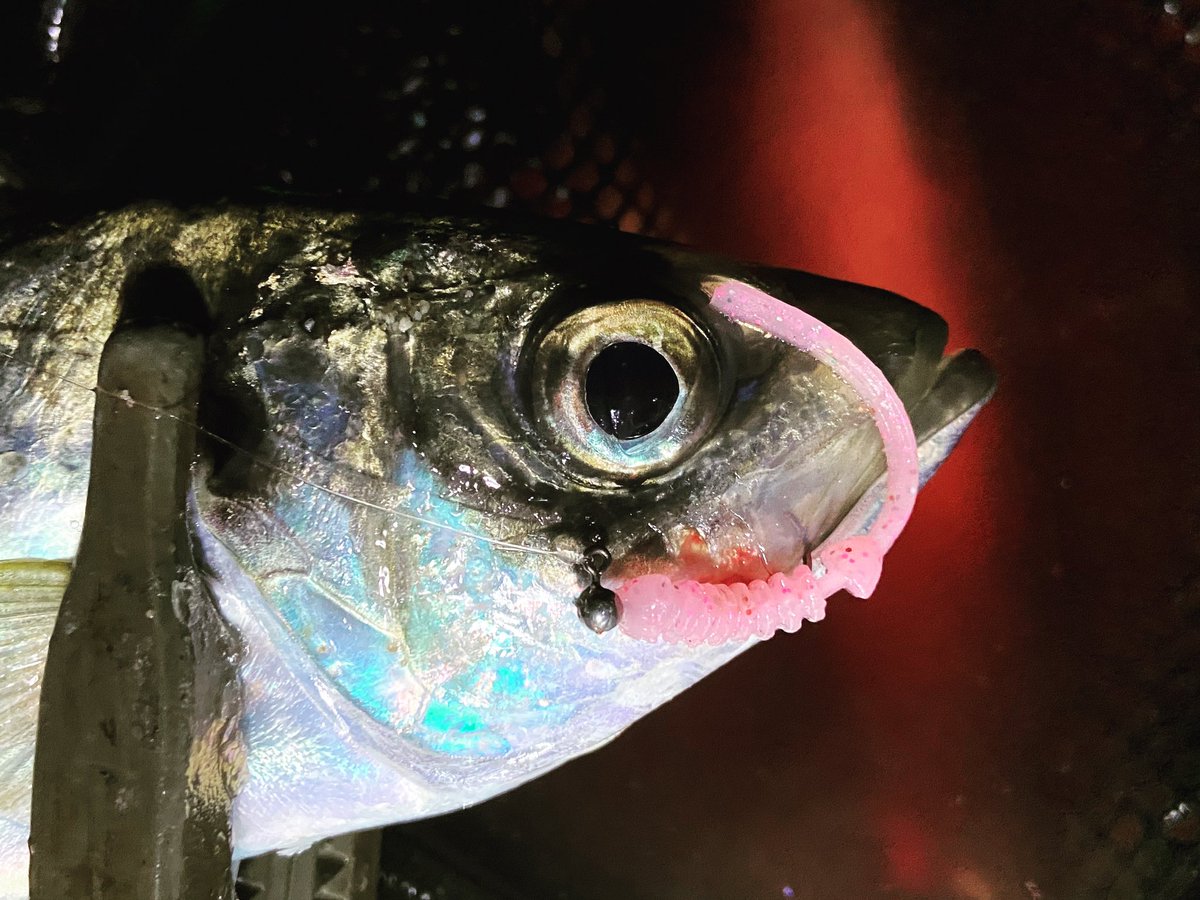 wocadaaa's tweet photo. ちょっとしたことからフックの使い分けを再認識🎣
#gamakatsu #luxxe #宵姫華 82H
#daiwa #luvias
#LIVRE #wing92
#xbraid #ペンダグラムPE
#seaguar #グランドマックス 1.75号 2号
#arukazikjapan #シャローフリークエクスパンダ
#土肥富 #odz #ロックエックスフック
#レベロク #p_tail55 https://t.co/HRmJgyTR8o