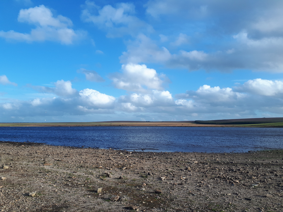 DavidstowInfo's tweet photo. Grass and other plants have been colonising the exposed sand/gravel/mud on the shores of #Crowdy Reservoir.
4/n https://t.co/taIQdZVS5i