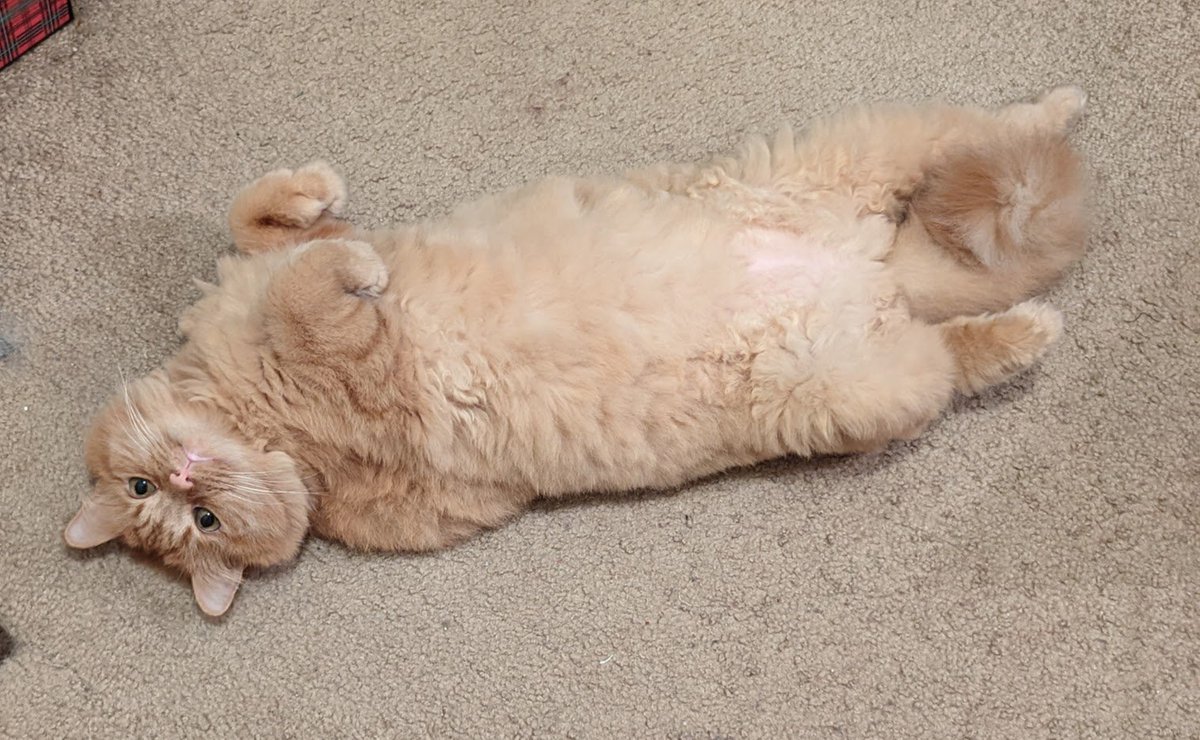 WereGinge's tweet image. I'll take 2 fake bonus points please