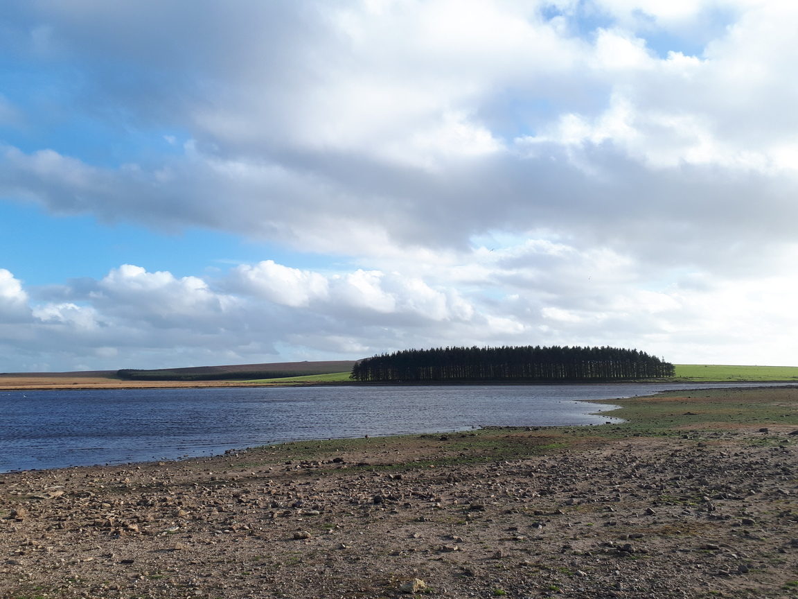 DavidstowInfo's tweet photo. Grass and other plants have been colonising the exposed sand/gravel/mud on the shores of #Crowdy Reservoir.
4/n https://t.co/taIQdZVS5i