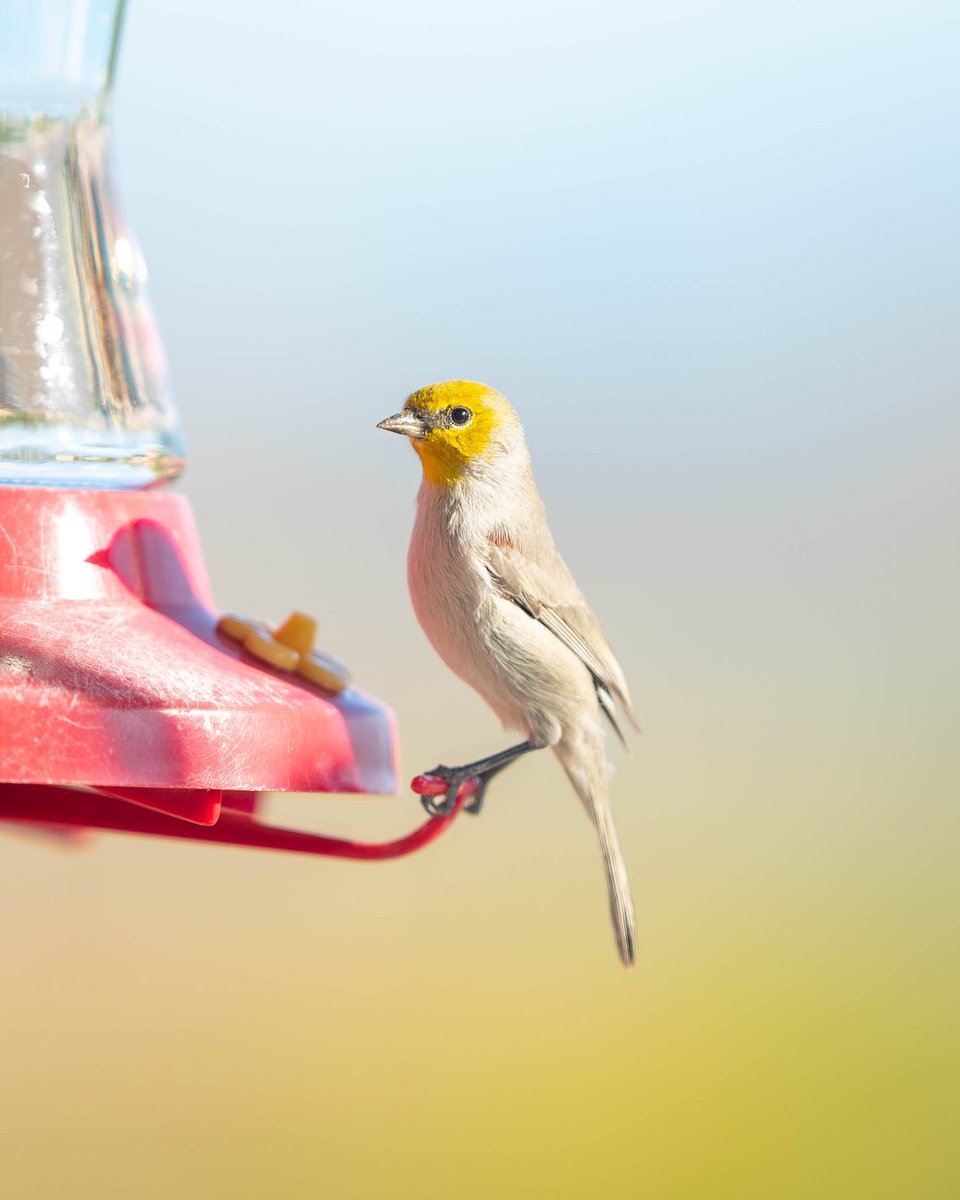 wesley_mead's tweet photo. Some of the birds that visited our feeder in a 15 minute span. https://t.co/imzf24544Z