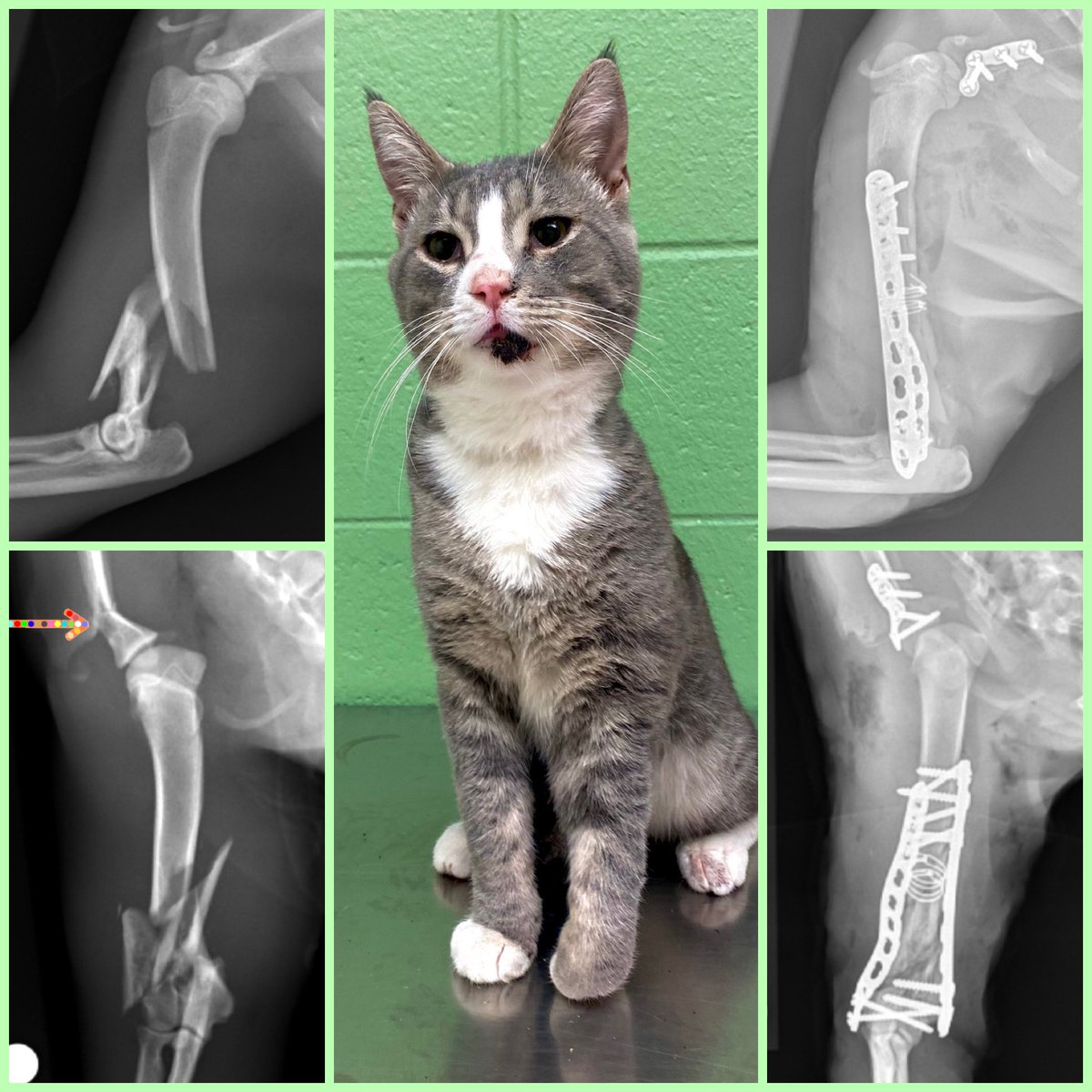 KarenlperryK's tweet photo. Vincent, a young stray, really didn’t have much luck. Not only did he have a severely comminuted supracondylar fracture, he also had a scapular neck fracture!
However, his luck turned around-3 plates &amp; a lovely new owner later, he is on his way to recovery! #orthopals #msuvets https://t.co/V7KqrAqwTP