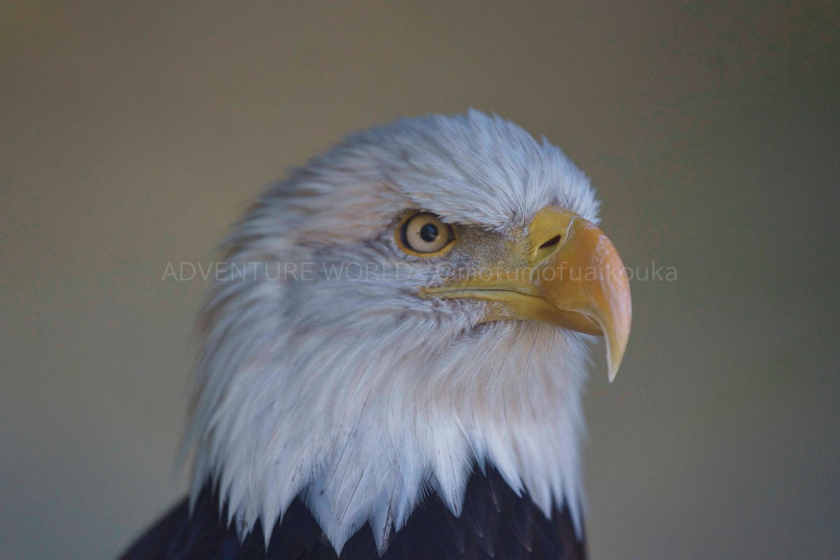 白頭鷲 Twitter Search Twitter