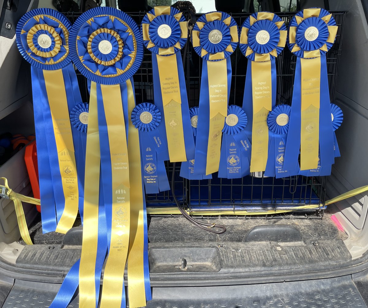 Gunnar_GSD's tweet photo. Dad &amp; I are in Ocala, FL for the GSD Club of America's National show this week &amp; I was extra good! We placed 1st all 3 days in both Novice B &amp; Preferred Novice, &amp; I was the High in Trial for the regular and preferred classes! Dad is very proud of me!   #dogsoftwitter https://t.co/eLujq2XteU