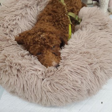 SCARNYorg's tweet photo. Hi! My name is Boomer and I am a 6 month old cockapoo who would love to come home with you to snuggle! I am very shy around new people but once I get to know and trust you I'm full of love and snuggles! https://t.co/HWC3hdlNp5