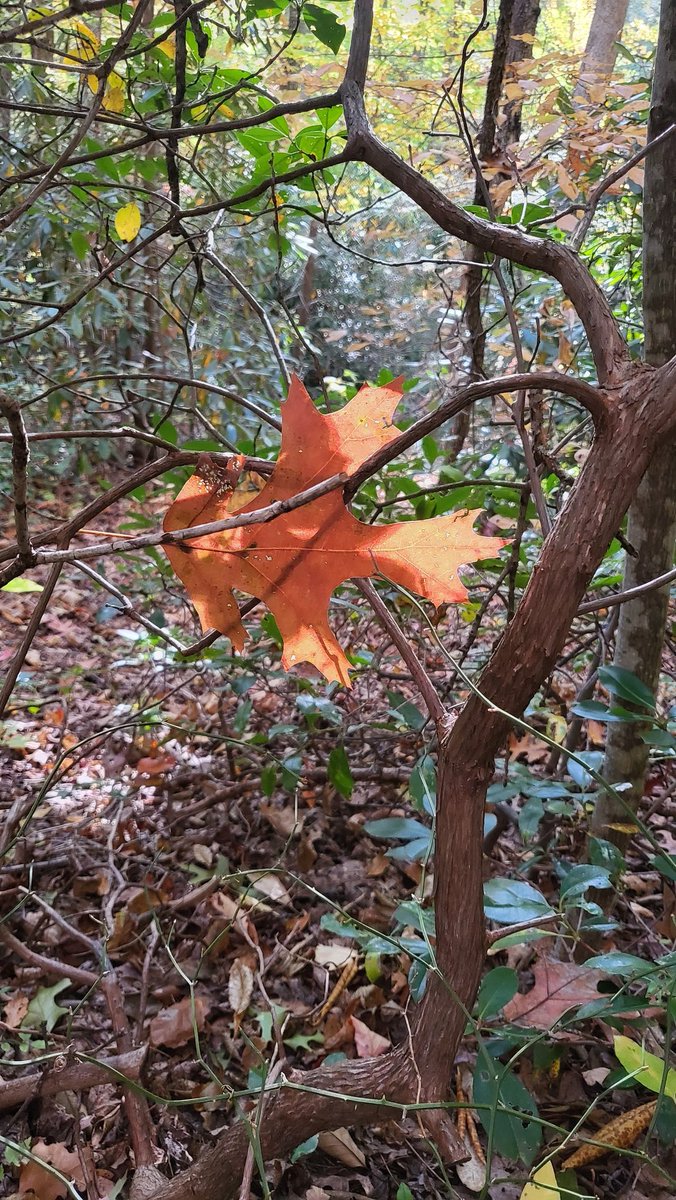 Peter Hodge tweet media