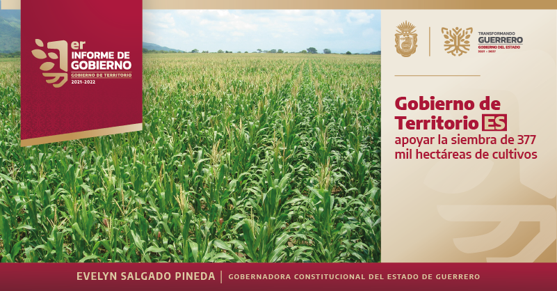 guerrero_sgg's tweet photo. Para que el campo siga produciendo más, el #GobiernoDeTerritorio que encabeza la gobernadora Evelyn Salgado Pineda ha entregado estímulos y apoyos para la siembra de más de 370 mil hectáreas de cultivo en nuestra entidad. https://t.co/MpH7XUzAFf
