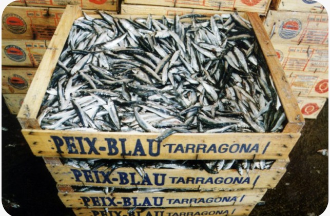 GRECOresearch's tweet photo. 🟢 Ecologia trófica de peces pelágicos pequeños 🐟 JAEINT22_EX_0674 con @lu_pez_lopez en #Santander

🔵 Vulnerabilidad climática de especies marinas comerciales 🎣 JAEINT22_EX_0729 con @MartaAlboP en #Palma

Consulta el plan en 🧐 https://t.co/le8vuufyBp https://t.co/XmSVrwqpyL