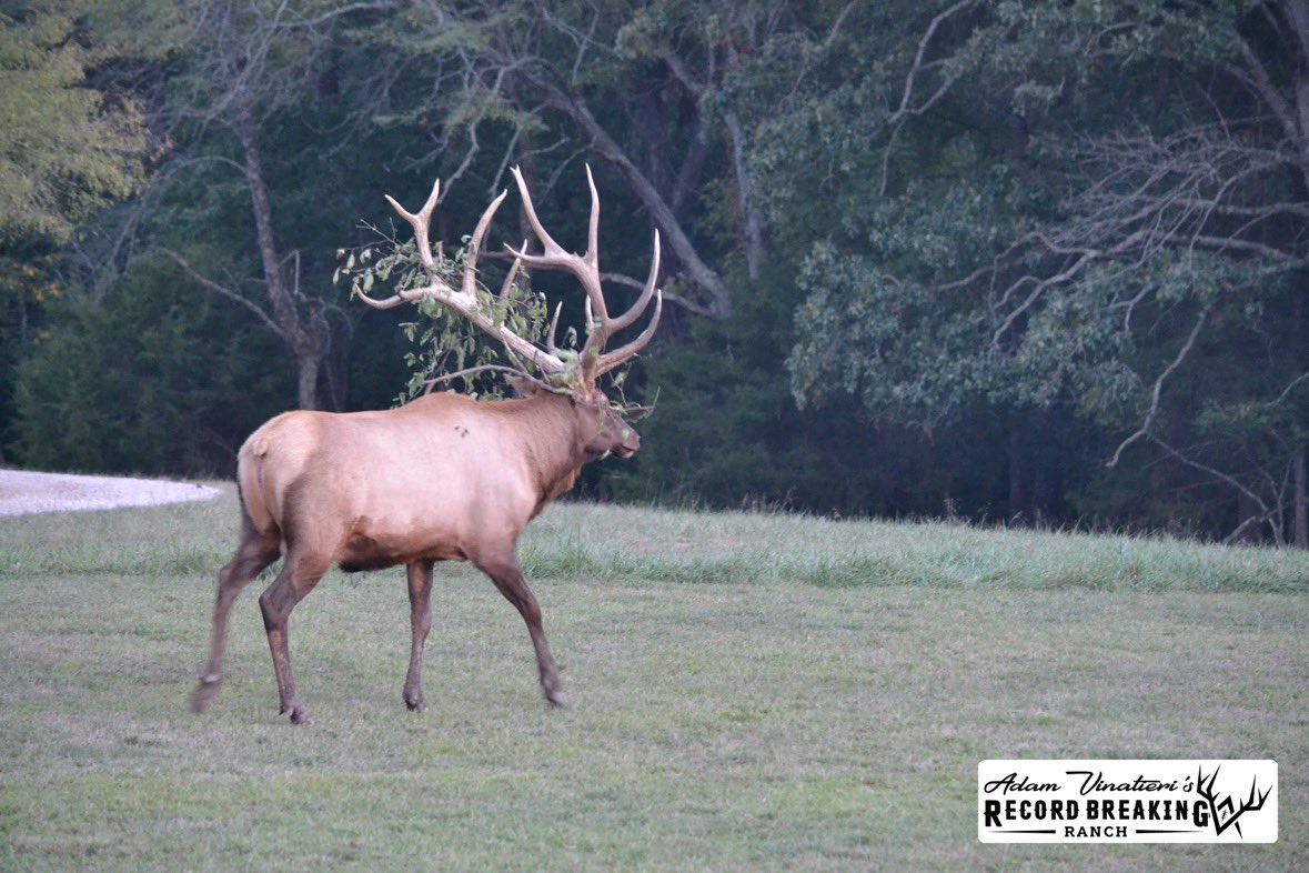 Record_Ranch's tweet photo. Those fall views.
More #RBRHunting info go to https://t.co/792RftDmxk
#recordbreakingranch #whitetaildeer #deerhunting #huntingblind #elk #elkhunting #sika #sikadeer #fallhunting https://t.co/WM5y5XfC0Y