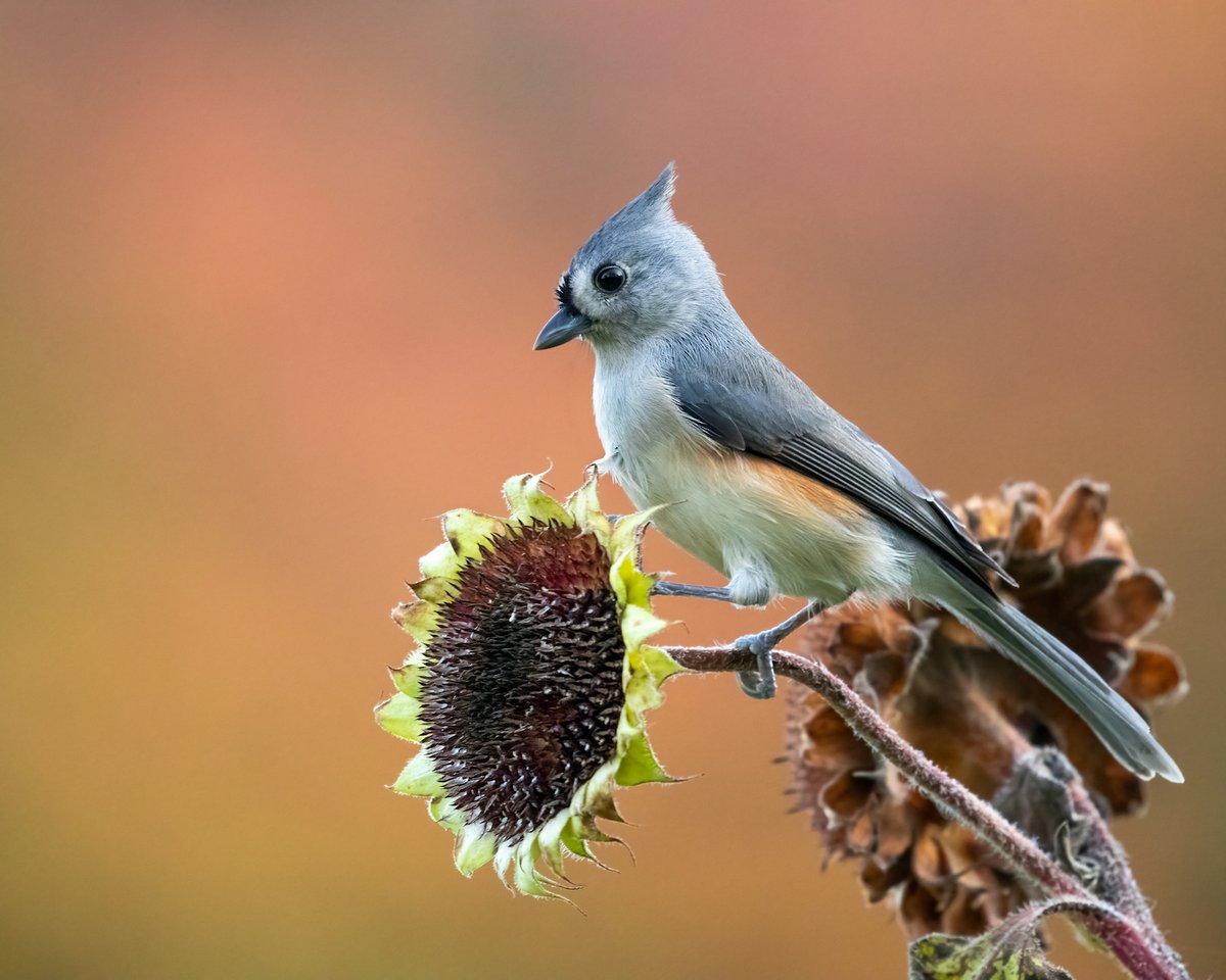 MichiganAudubon's tweet photo. Who loves fall birding? Share your recent sightings with us in the comments.

📸 Tufted Titmouse. Photo by Nick Williams

#FallMigration #FallBirding #TuftedTitmouse https://t.co/pY9jtwFv68