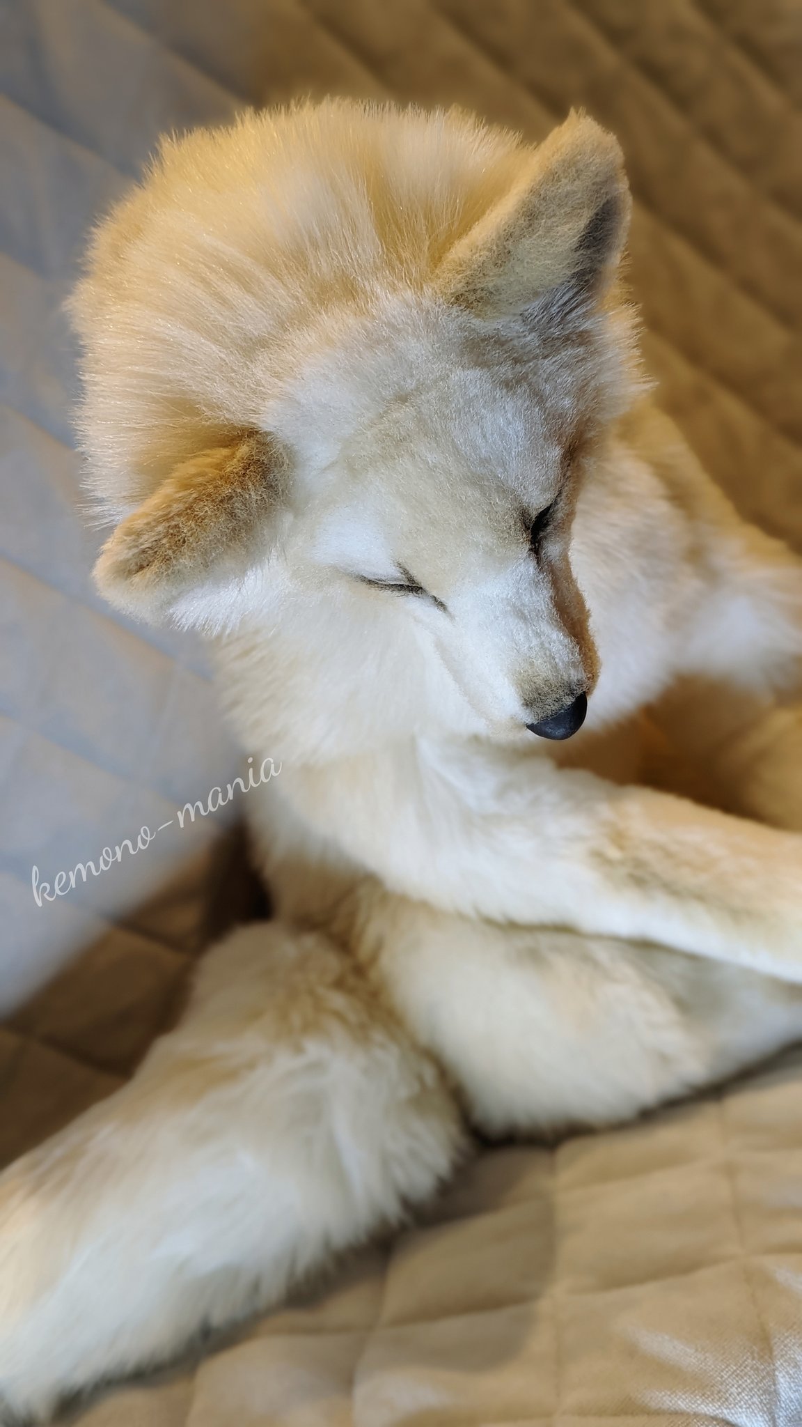 フェネック様 NS OFF半額 - plastexpb.com.br