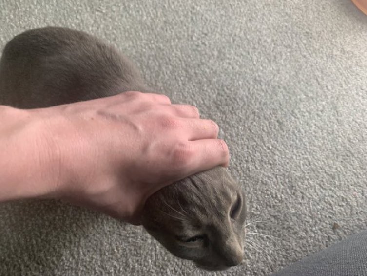 CatsHeld's tweet image. 