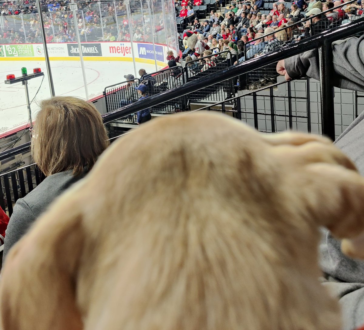 longleaf616's tweet photo. Target acquired....I see #Finn07 my favorite person at the @griffinshockey games.

#gogrg #griffins #servicedog #hockeydog #journeysofjohn https://t.co/b597MQgm0e