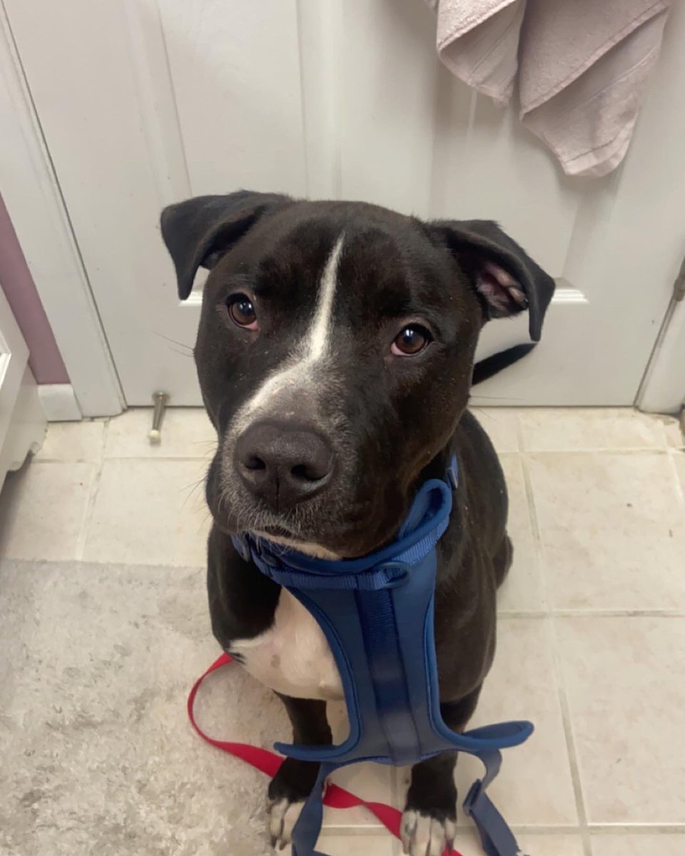 Everyone meet Hank! He’s clearly already made himself at home!