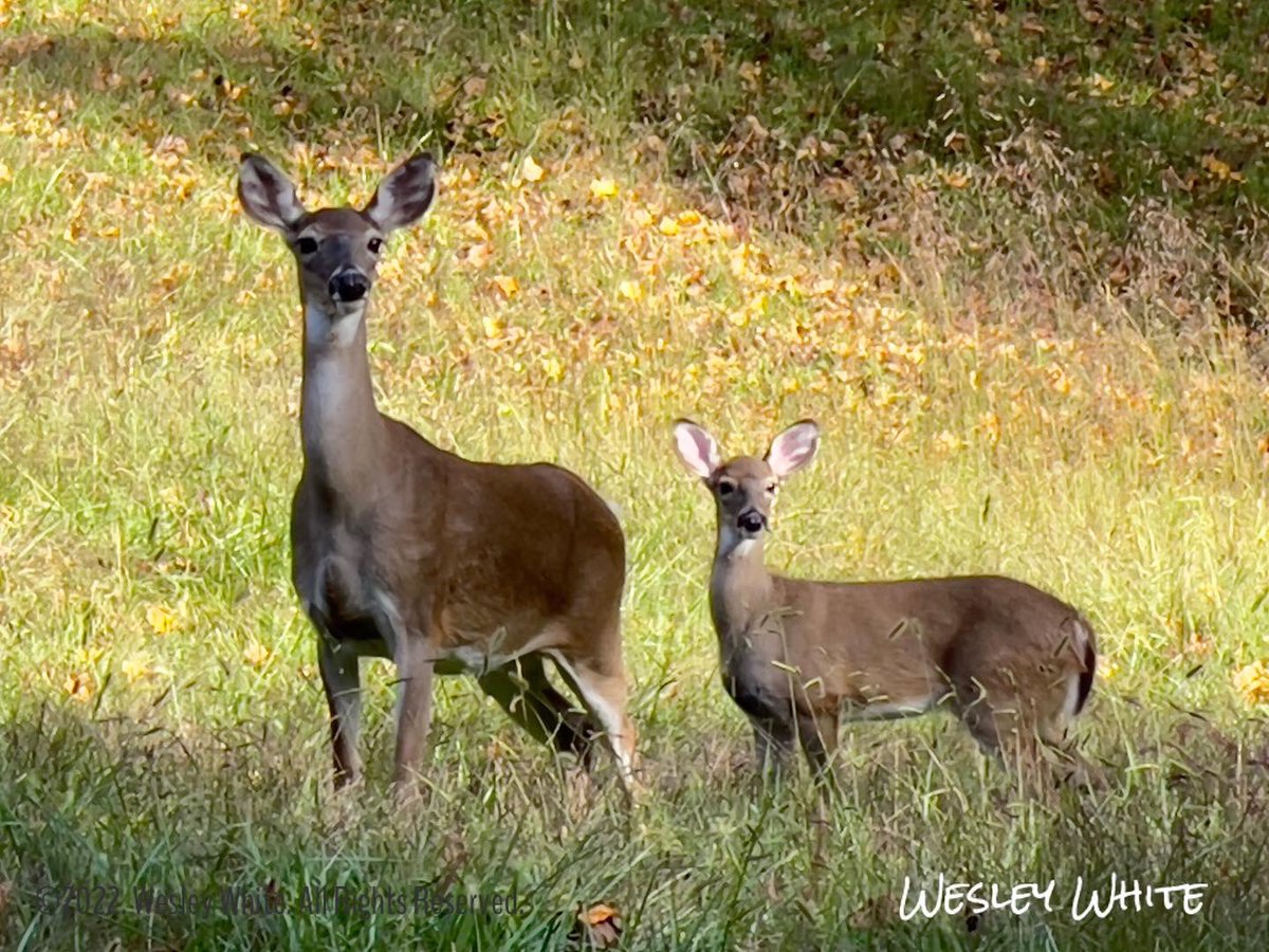 wesleywhite083's tweet photo. #Fall is in the air!  Beautiful weather too.  #nature #naturephotography #deer https://t.co/Duk4rZXozl