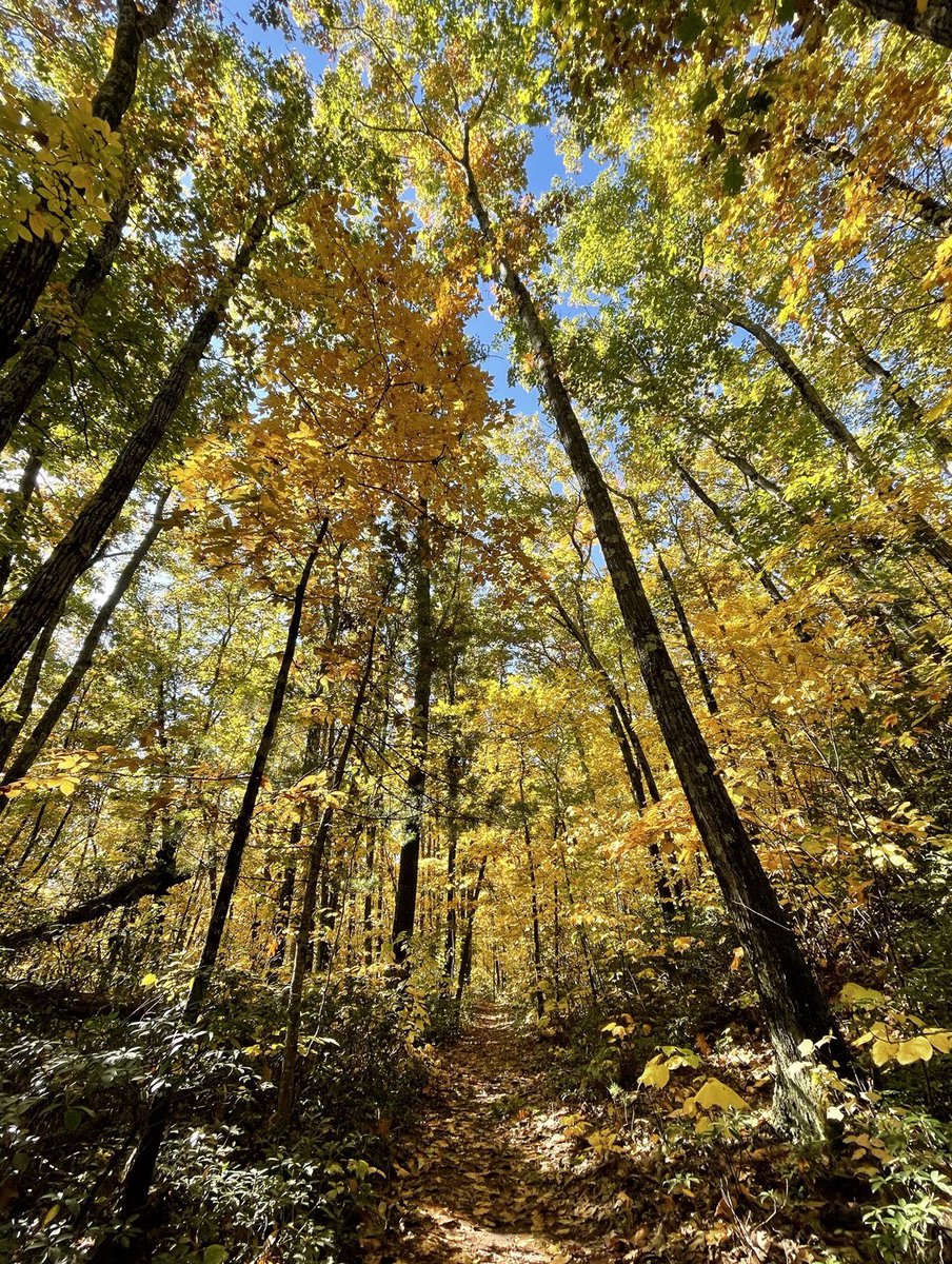 dcd728's tweet photo. While #hiking through this #foliage I felt like I was on the #yellowbrickroad as the #fallen #leaves formed a #pathway of  #gold #Sturbridge #MA #NewEngland #home https://t.co/6YPqvVI3KA