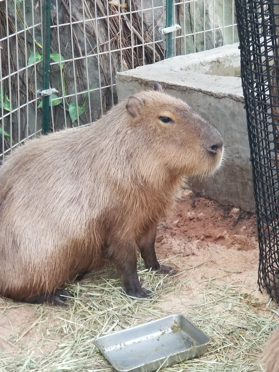 たあさん キングホールパチ担マネージャー Kinghallgroup1 Twitter