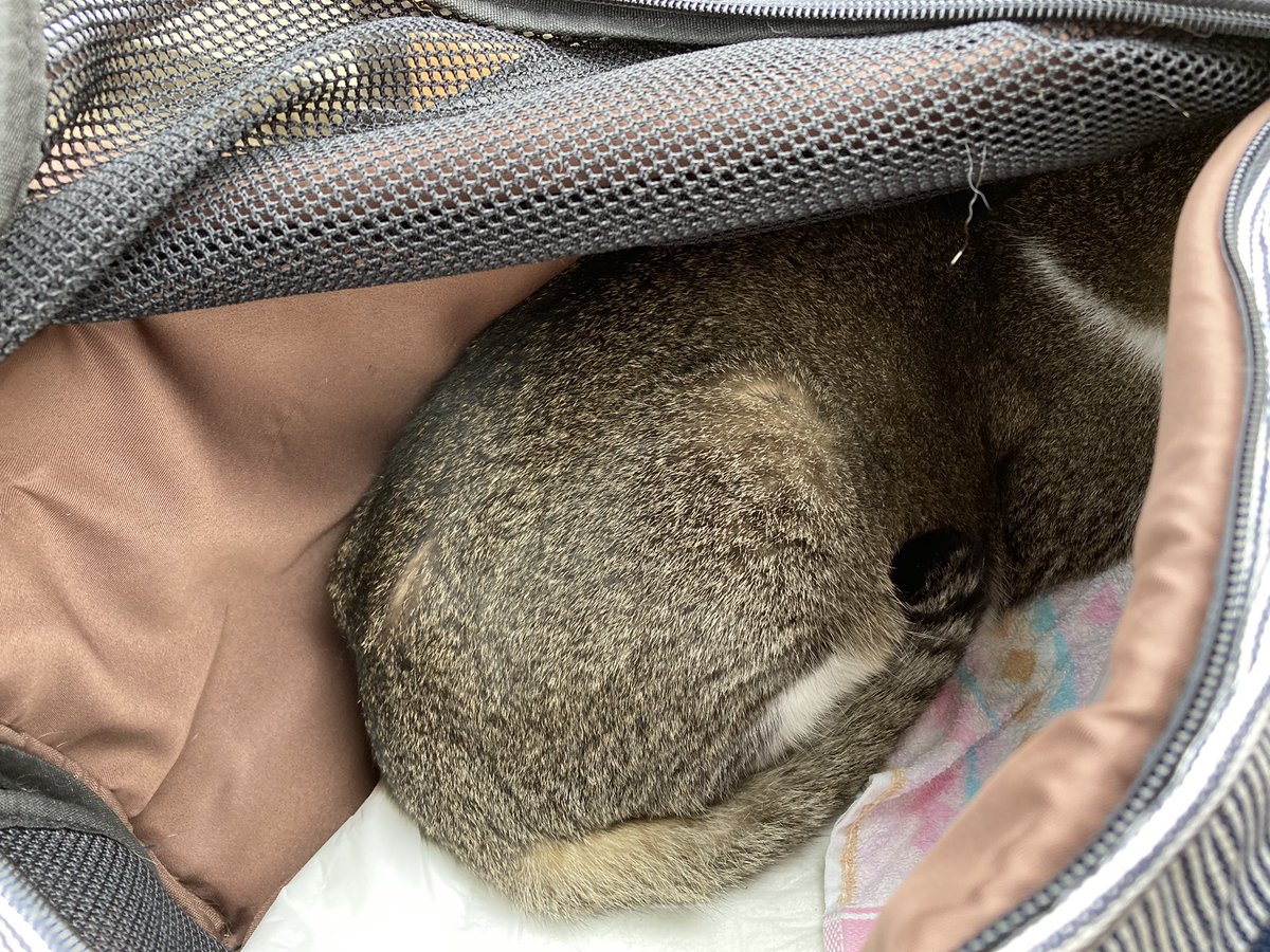 昨日3回も嘔吐したため病院へ。利尿剤がどうにも嫌みたいで中々うまく食べさせられない。腹水を抜いてもらうのと脱水の点滴を打ってもらう。処置中はすごく良い子にしているらしく、いく先々で獣医に性格が良いと褒められる。自慢の猫。