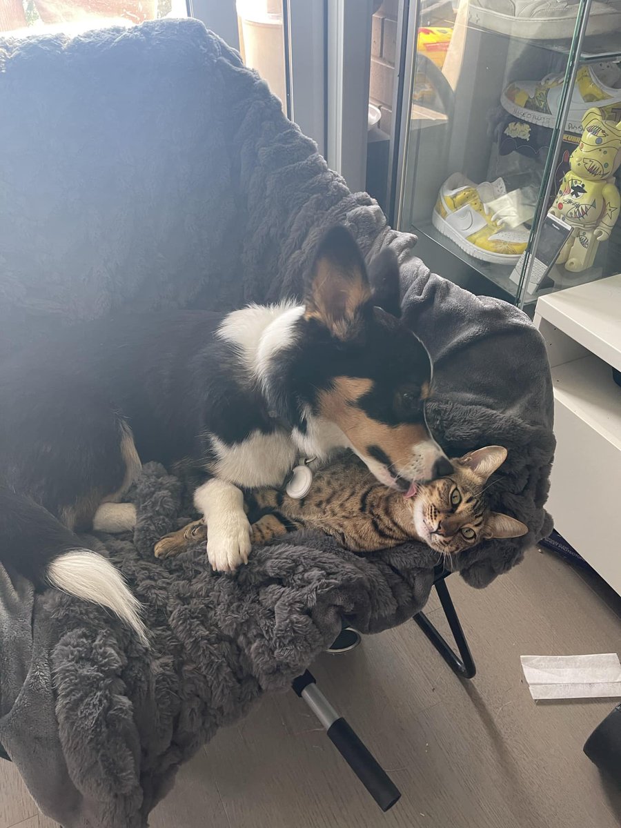 lordcorporal's tweet image. #dogs #cats #animals #cute #puppy #kitten #pets