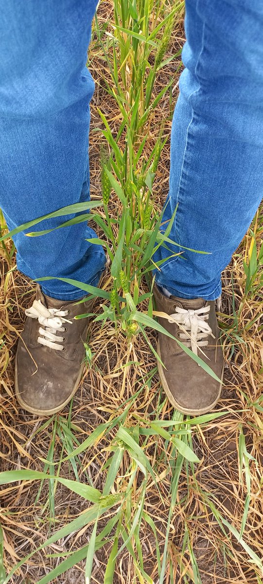 Bragado, 750/800 u$s/ha invertido en este cultivo. Sin lluvias los próximos 10 días.