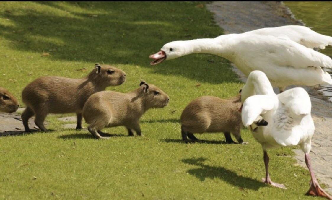 CAPYBARA MAN tweet media