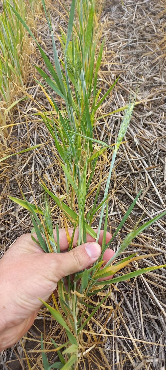 AdrianPerez021's tweet photo. Bragado, 750/800 u$s/ha invertido en este cultivo. Sin lluvias los próximos 10 días. https://t.co/suUrRhnlgD