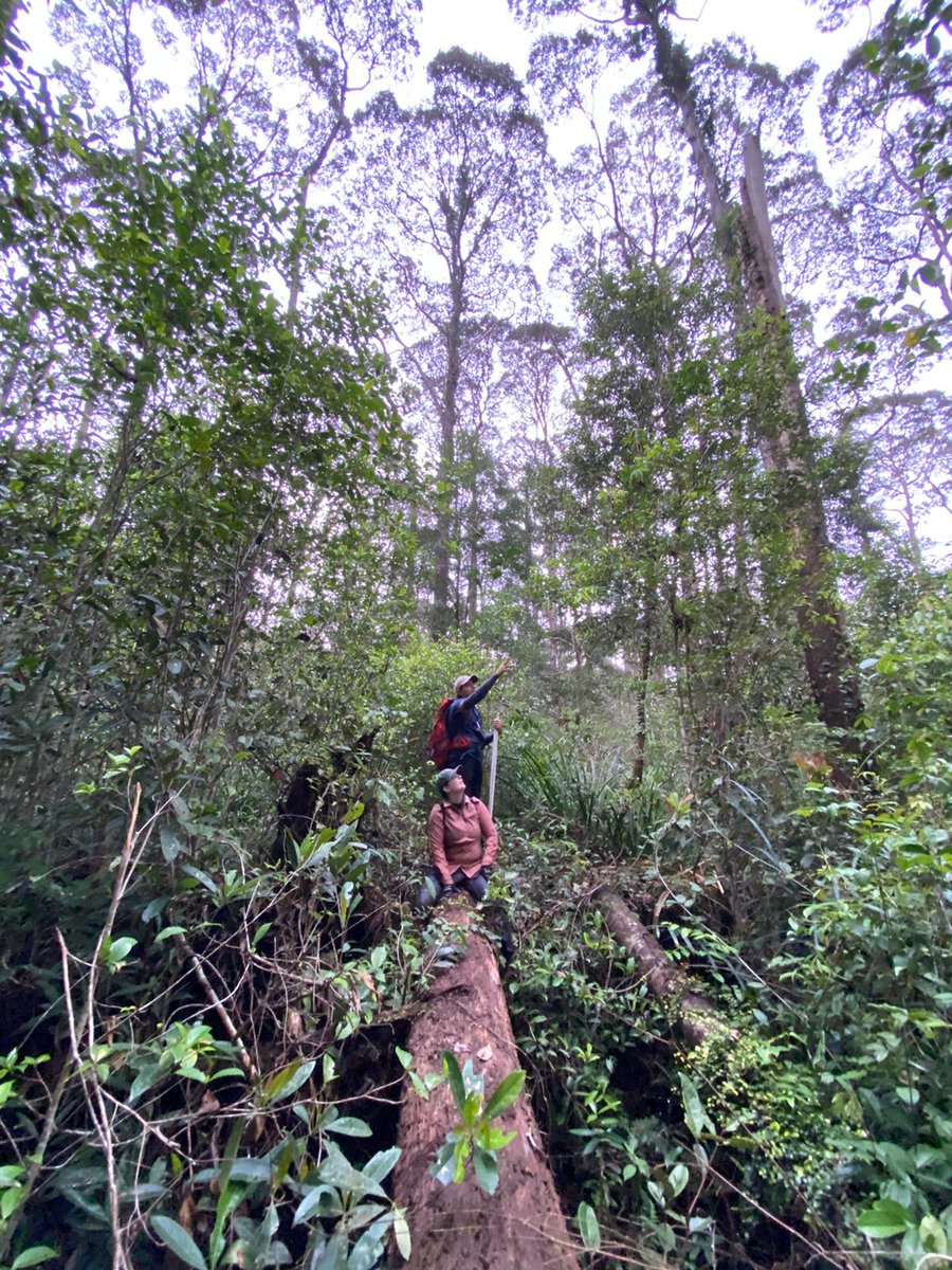 JuAn cArlos π¨π½βπ¬πββοΈ (@jcquezadarivera) on Twitter photo Productive, vibrant & challenging #fieldwork continues in #Brunei/#Borneo's #tropical #peat swamps. Aiming to understand better the underlying #ecology of these magnificent & unique C-dense, but yet understudied ecosystems @nanetteraczka <a href="/NTU_ASE/">Asian School Of The Environment</a>
<a href="/NTUsg/">NTU Singapore</a> <a href="/UBD_IBER/">IBER UBD</a> <a href="/snsf_ch/">Swiss National Science Foundation</a> Productive, vibrant & challenging #fieldwork continues in #Brunei/#Borneo's #tropical #peat swamps. Aiming to understand better the underlying #ecology of these magnificent & unique C-dense, but yet understudied ecosystems @nanetteraczka <a href="/NTU_ASE/">Asian School Of The Environment</a>
<a href="/NTUsg/">NTU Singapore</a> <a href="/UBD_IBER/">IBER UBD</a> <a href="/snsf_ch/">Swiss National Science Foundation</a>