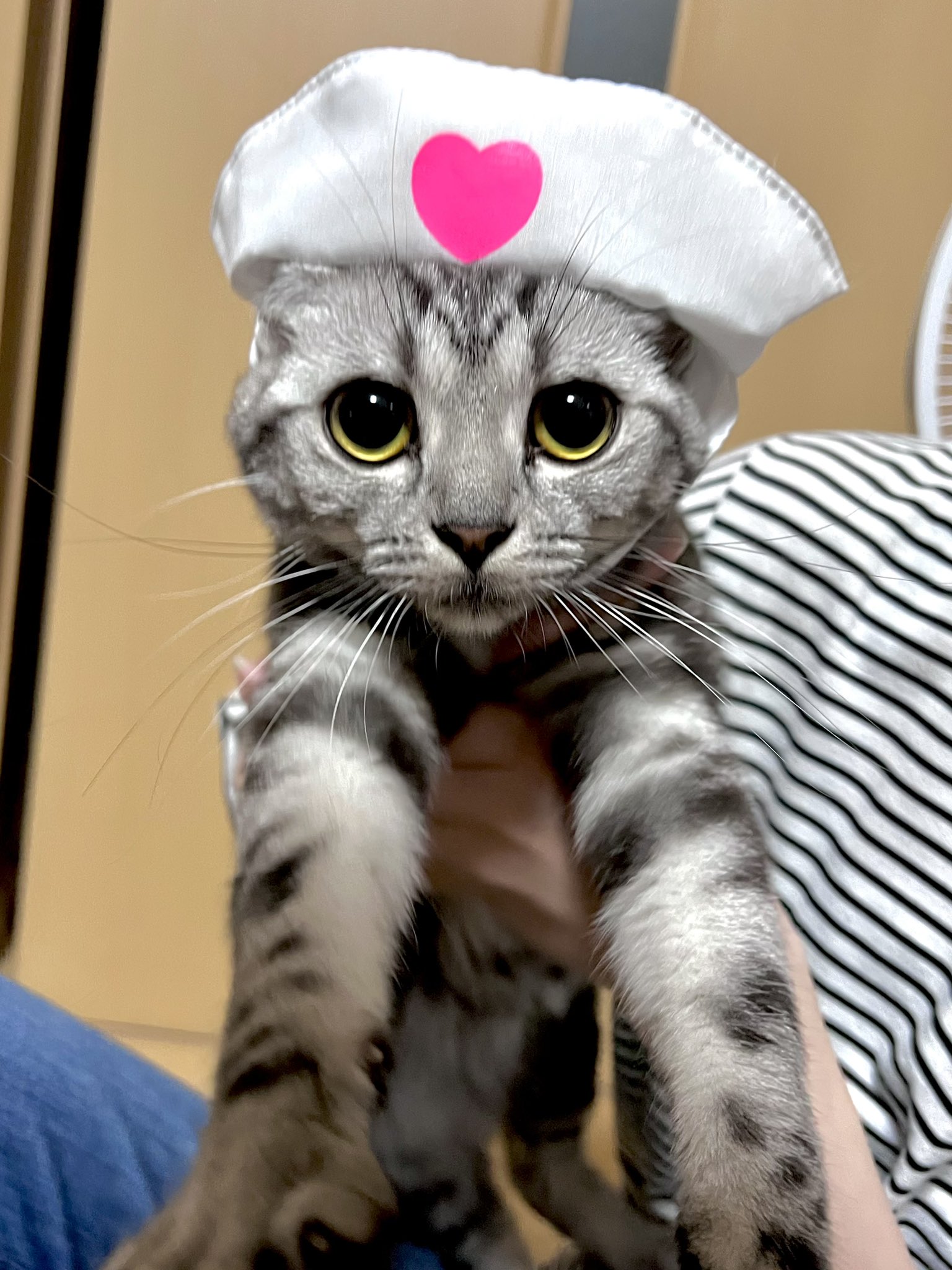 入手困難 夢ねこ アメリカンショートヘアー 未開封 www.cleanlineapp.com