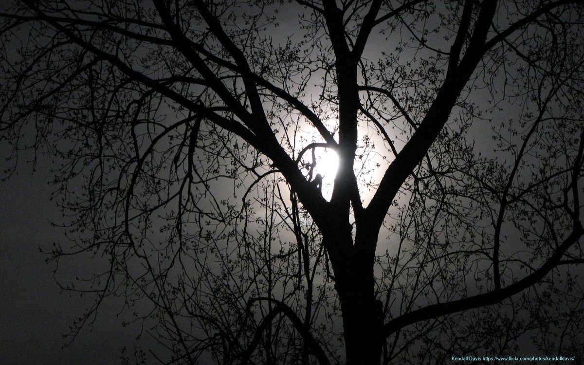 Sometimes the moon / gets caught in the high branches / of the No-tree,-Dermot Healy #poetry