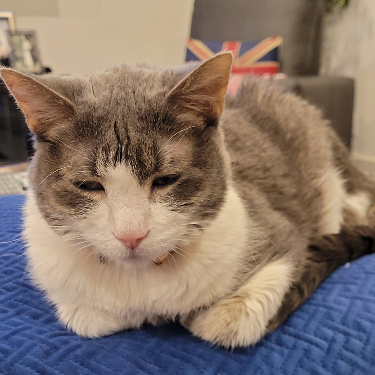 PussycatNaughty's tweet photo. Staff, why is the game still going on? 14 inning and STILL scoreless.
#GoAstros #SomeonePleaseScore
#Caturday #Cats https://t.co/Y8qrUQXr0R