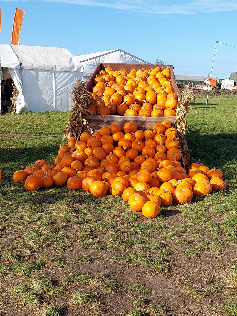 Theundeadmadman's tweet photo. So went pumpkin picking @OverFarmMarket yesterday and was great, staff were super friendly and explained everything that was needed to know on entry
£4 per person which is very reasonable and the pricing system for the pumpkins was well thought out definitely going back next year https://t.co/1SAAvdLWcF