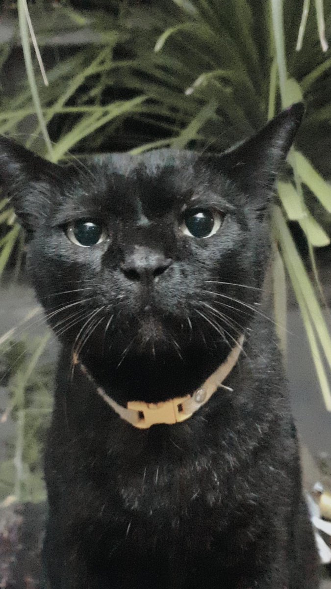 my cat thinks i’m cool tweet media