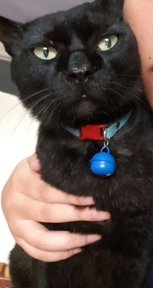 my cat thinks i’m cool tweet media