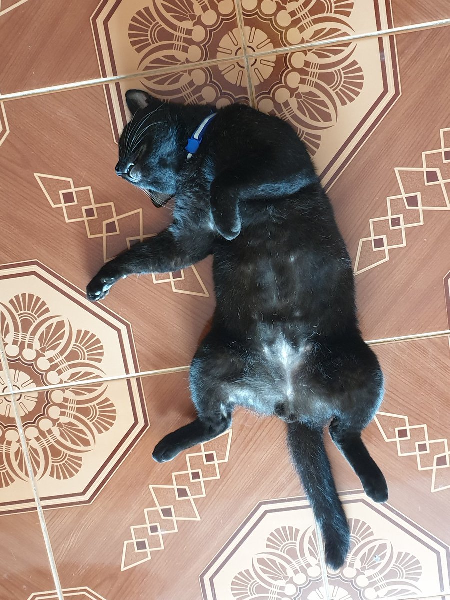 my cat thinks i’m cool tweet media