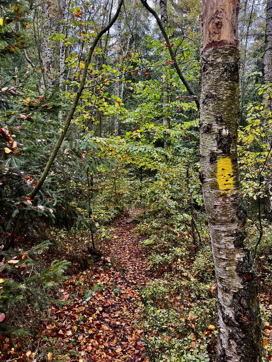 boardflow's tweet image. gestern war wieder waldbaden.