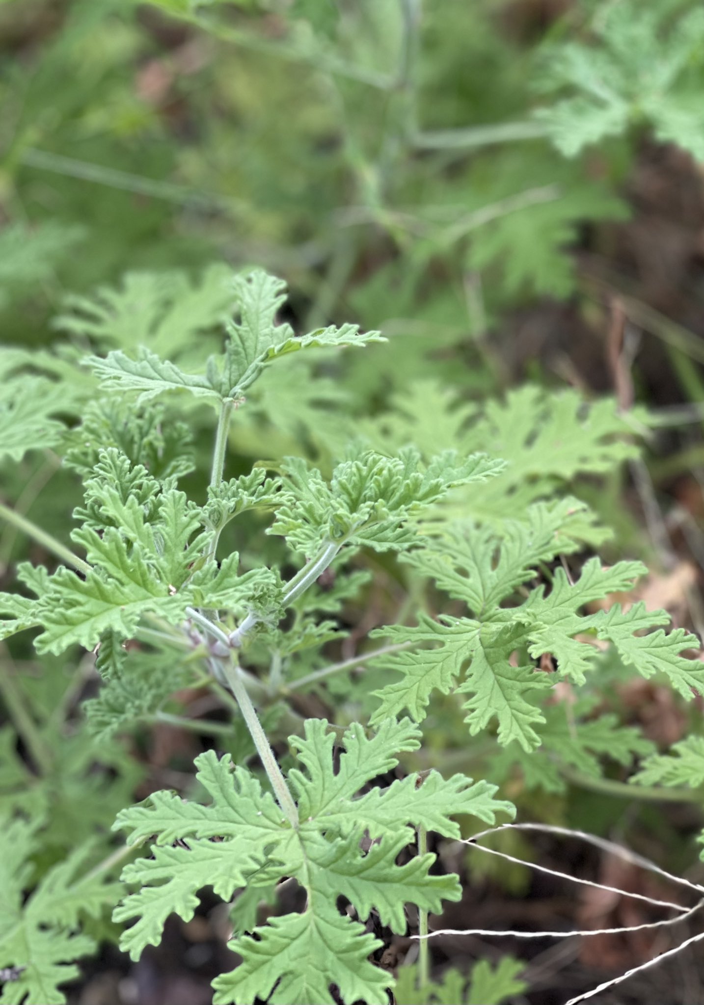 تويتر 蚊連草 البحث في تويتر