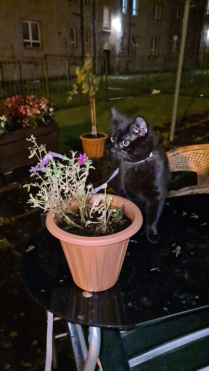 MrMAGIC72014978's tweet photo. Early morning #Hedgewatch cos momma woke up from #BadsDreams but I did give her a snuggle to let her know she is OKAY 🐾🐈‍⬛🖤 #TherepyKitten #AnxietyReliefKitten #MentalHealthAwareness #CptsdWarrior #CatsOnTwitter #blackcats 🐾🐈‍⬛🖤 https://t.co/3uWKhaZ3rb