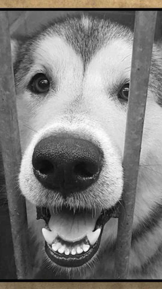 WISHLIST 🤍🐾

Buy an item from the 8 Below Husky Rescue Wishlist and it will be delivered directly to our rescue dogs 🤍

“Your support makes all the difference. 
You can buy specific items, helping the dogs directly…everything helps 🐾

8belowhuskyrescue.org/wishlist/