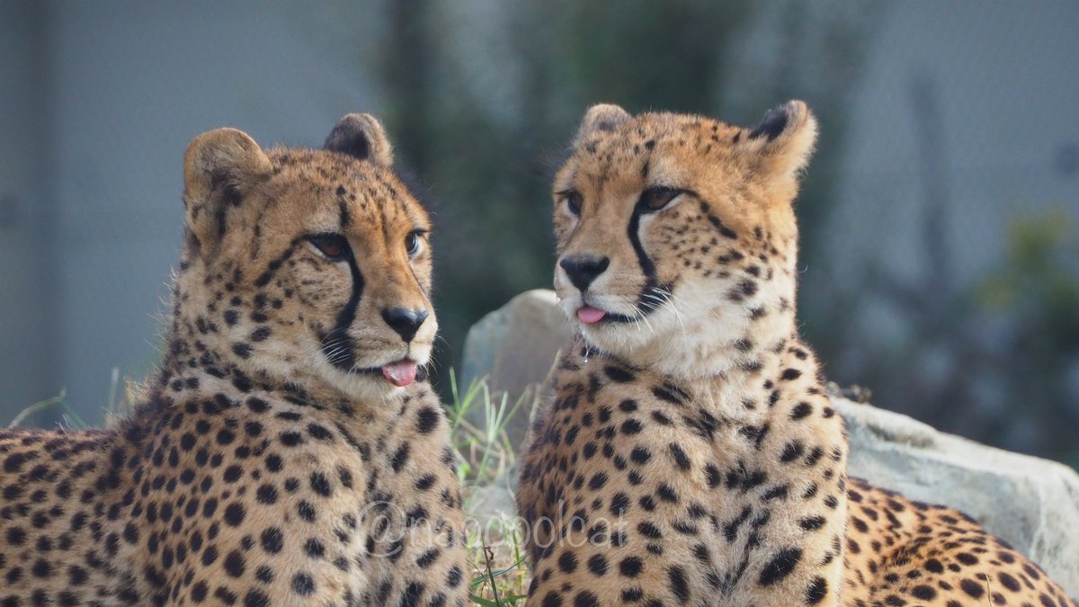 naocoolcat's tweet photo. ペロシスターズかわよい❤︎
カロリーナ← →チャーム
📷20221015.stu.
#千葉市動物公園
#チーター
#チビーター
#チームC
#Cgirls
#カロリーナ
#チャーム https://t.co/H6u9f9cOBs